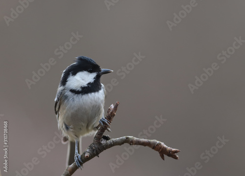 Coal Tit with a tuft sits on a branch ..