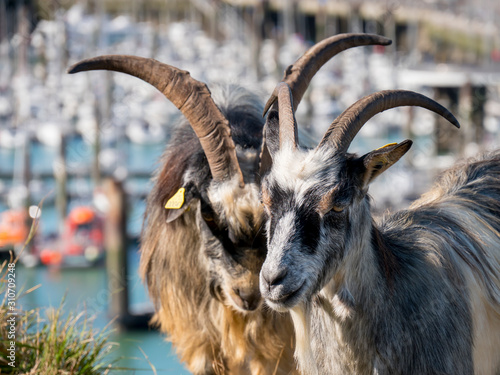 Europe, France, Normandy, Dieppe goats
