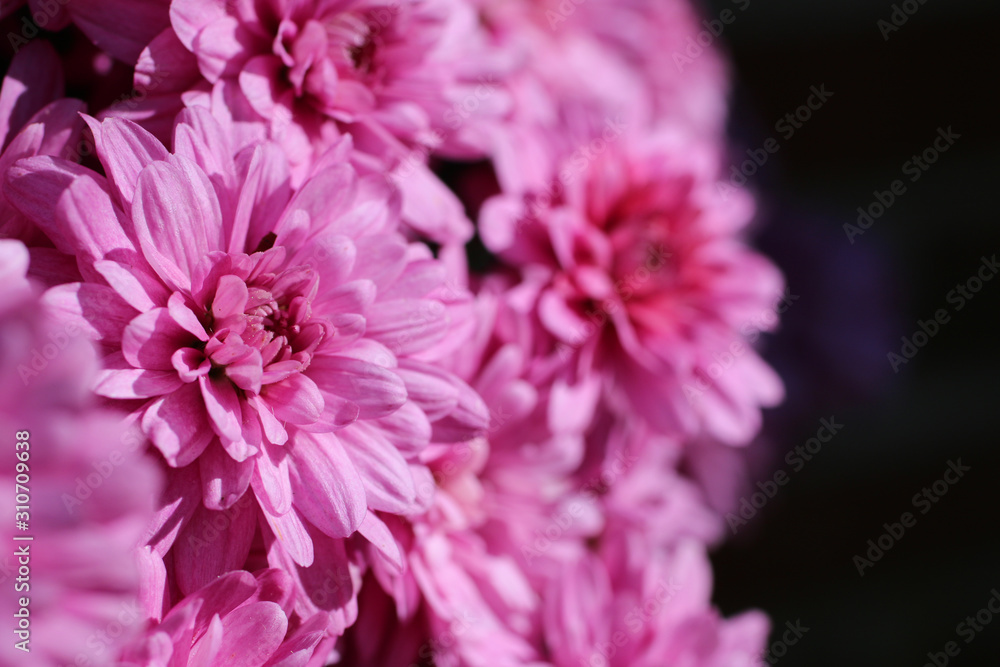 pink mums pink mums