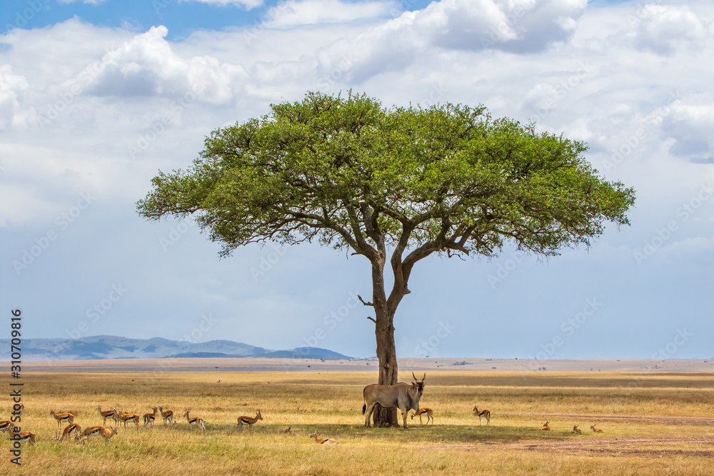 common eland, eland antilope ( Taurotragus oryx) bull under a tree with some Thompson Gazelle's on the savannah of the Masai Mara National Park in Kenya common eland, eland antilope ( Taurotragus oryx) bull under a tree with some Thompson Gazelle's on the savannah of the Masai Mara National Park in Kenya