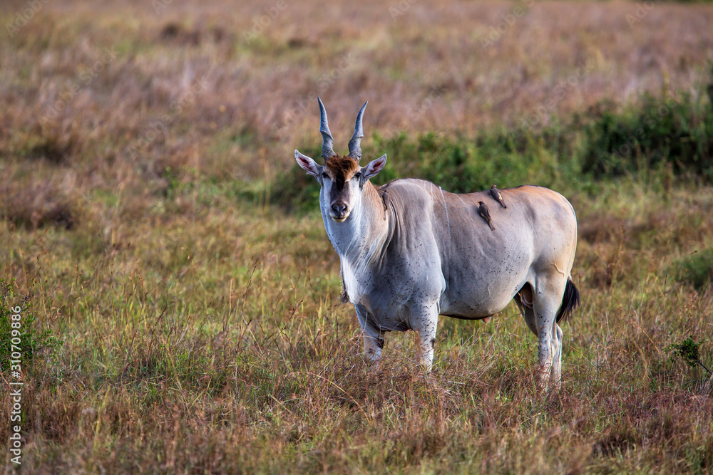 Fototapeta premium common eland, eland antilope ( Taurotragus oryx) bull on the savannah of the Masai Mara National Park in Kenya