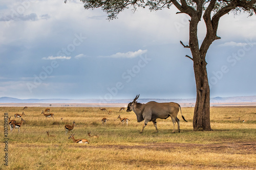 common eland, eland antilope ( Taurotragus oryx) bull under a tree with some Thompson Gazelle's on the savannah of the Masai Mara National Park in Kenya
