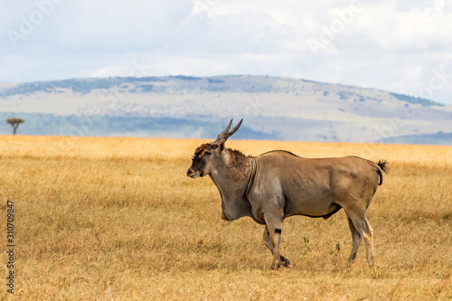 Fototapeta Naklejka Na Ścianę i Meble -  common eland, eland antilope ( Taurotragus oryx) bull on the savannah of the Masai Mara National Park in Kenya