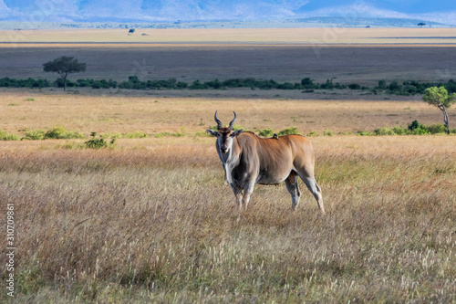 common eland  eland antilope   Taurotragus oryx  bull on the savannah of the Masai Mara National Park in Kenya