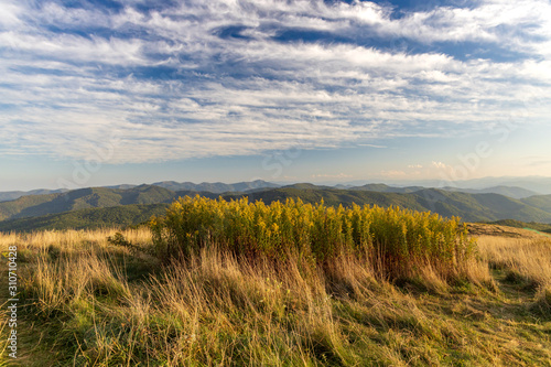 Great Smoky Mountains National Park landscape with Goldenrod wildflowers in foreground