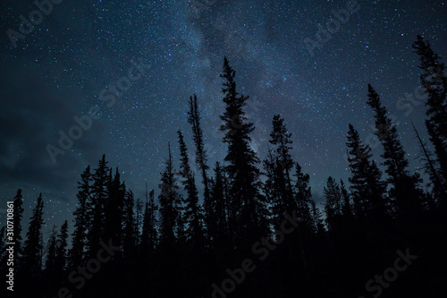 Blue Night Sky Stars And Milky Way With Towering Pine Trees