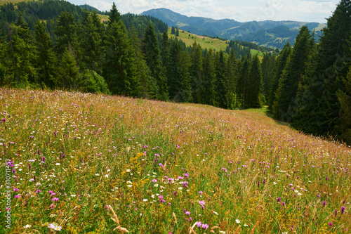 beautiful wildflowers on bright meadow, summer landscape, high spruces on hills - travel destination scenic, carpathian mountains © soleg