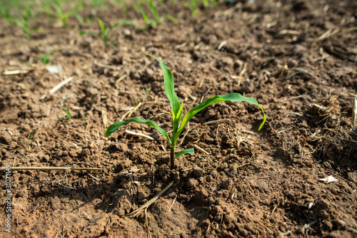 Planting corn seedlings on the ground / Economic crops for animal husbandry