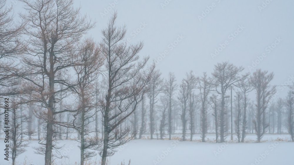 Deciduous Tree With Winter Scenery Deciduous Tree With Winter Scenery
