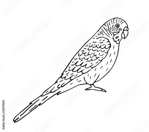 Vector hand drawn doodle sketch black outline budgie parrot isolated on white background
