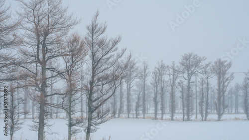 Deciduous Tree With Winter Scenery