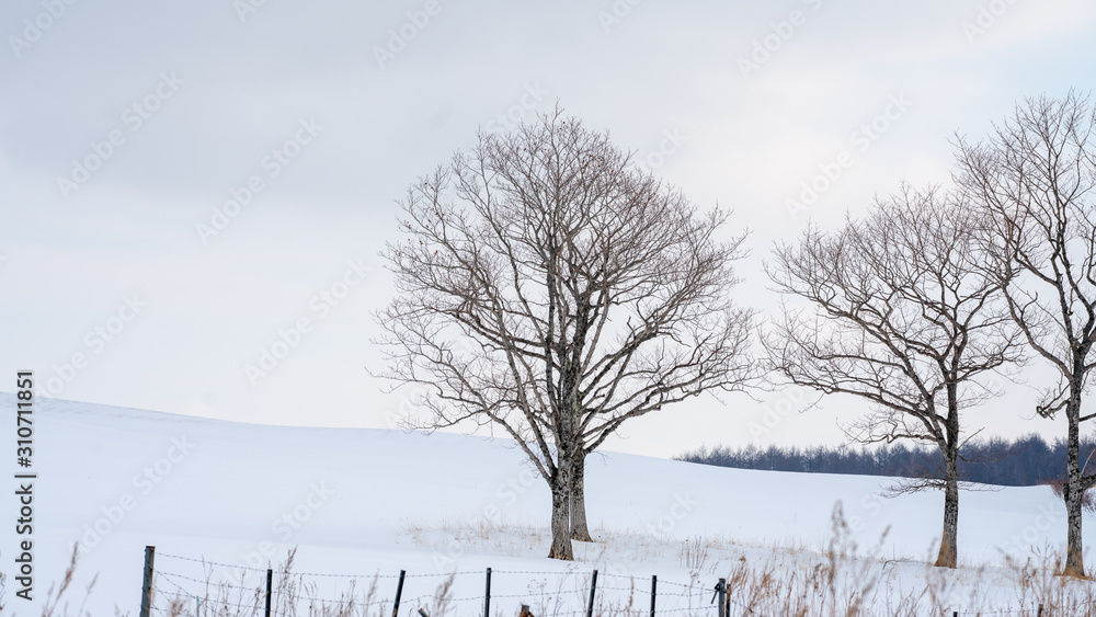 Obraz premium Leafless Tree With Snow Landscape