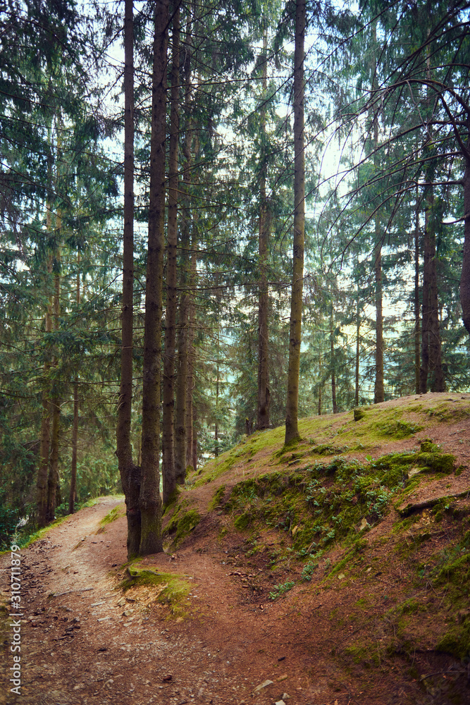 Fototapeta premium dark forest closeup, beautiful summer landscape, trail goes up the slope - travel destination scenic, carpathian mountains