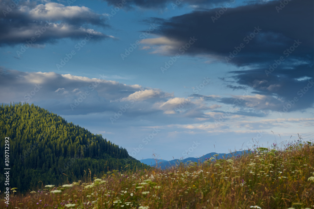 Sunset in carpathian mountains - beautiful summer landscape, spruces on hills, dark cloudy sky and bright sun light, meadow and wildflowers