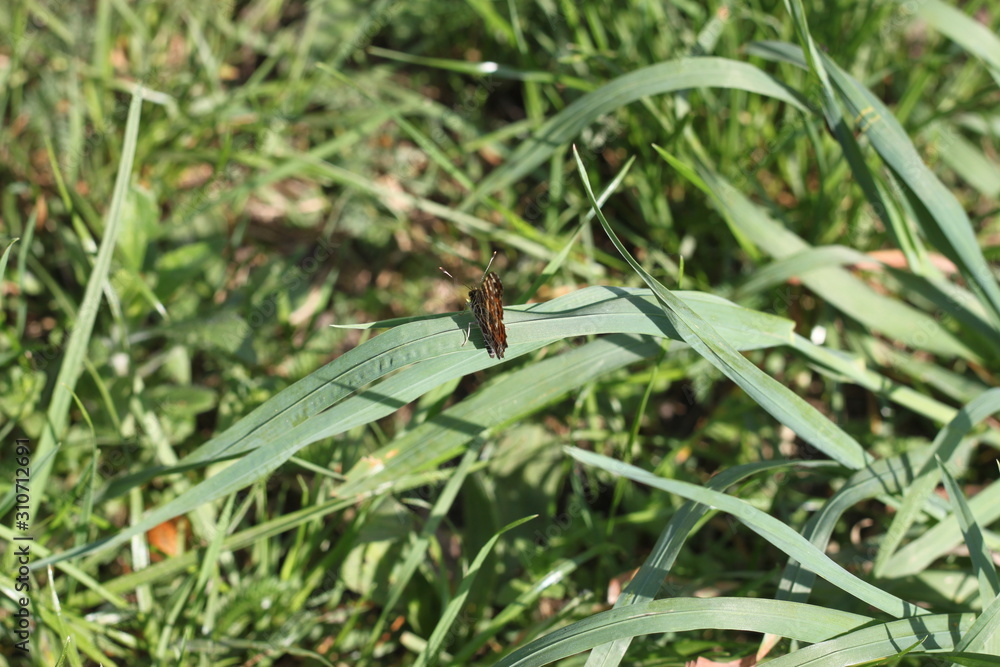 butterfly with folded wings on a stem of grass close-up. butterfly with folded wings on a stem of grass close-up.