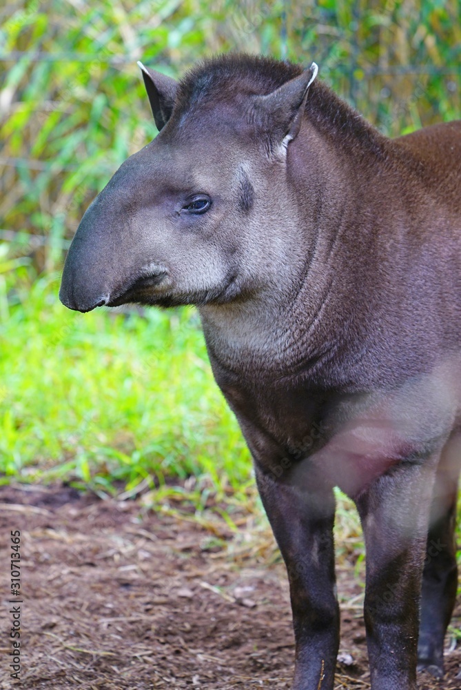 View of a South American Tapir (tapirus) at the Melbourne Zoo View of a South American Tapir (tapirus) at the Melbourne Zoo