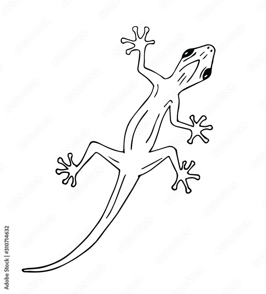 Vector hand drawn doodle sketch gecko lizard isolated on white background