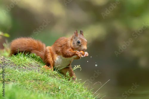  squirrel (Sciurus vulgaris) eats a nut on the waterfront