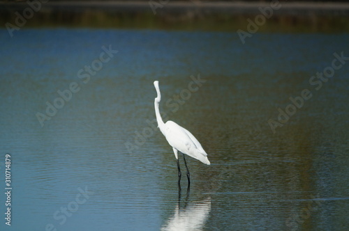 The great egret (Ardea alba) is a species of bird from the family Ardeidae, of the genus Egretta. This bird is a type of fish-eating birds, shrimp that have habitat in mangroves and sand, rice fields.