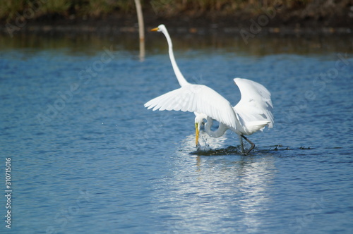 Fototapeta Naklejka Na Ścianę i Meble -  The great egret (Ardea alba) is a species of bird from the family Ardeidae, of the genus Egretta. This bird is a type of fish-eating birds, shrimp that have habitat in mangroves and sand, rice fields.