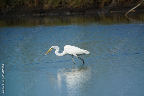 The great egret (Ardea alba) is a species of bird from the family Ardeidae, of the genus Egretta. This bird is a type of fish-eating birds, shrimp that have habitat in mangroves and sand, rice fields. photo