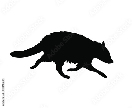 Vector black raccoon silhouette isolated on white background