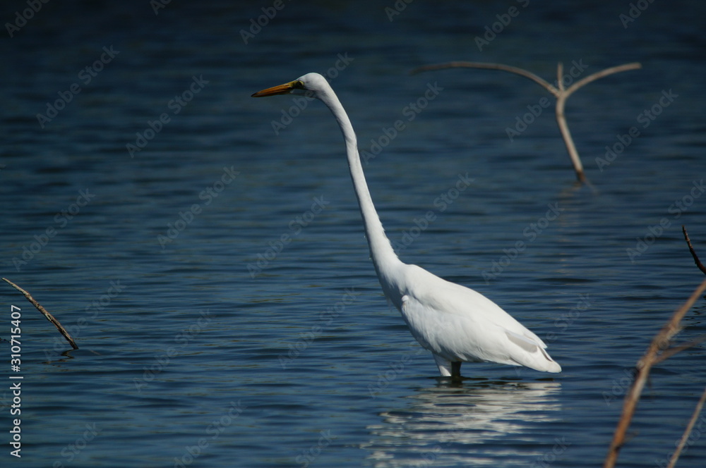 The great egret (Ardea alba) is a species of bird from the family Ardeidae, of the genus Egretta. This bird is a type of fish-eating birds, shrimp that have habitat in mangroves and sand, rice fields. The great egret (Ardea alba) is a species of bird from the family Ardeidae, of the genus Egretta. This bird is a type of fish-eating birds, shrimp that have habitat in mangroves and sand, rice fields.