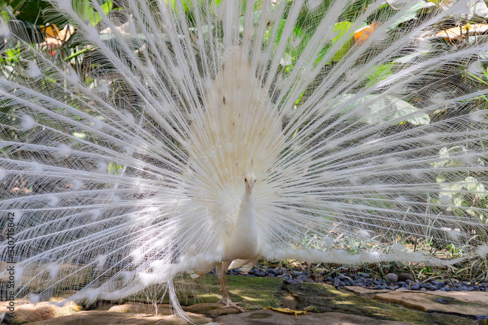 White albino peacock in Bali, Indonesia