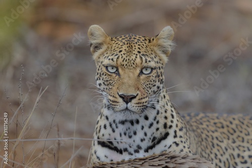Photographie Closeup shot of a cheetah looking at the camera