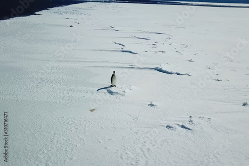 Lonely penguin on snow ice space of Antarctica.
