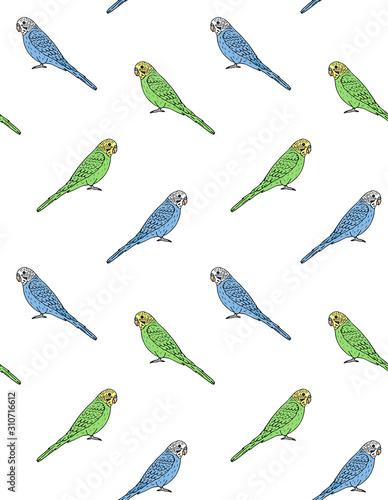 Vector seamless pattern of hand drawn doodle sketch colored budgie parrot isolated on white background