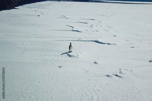 Lonely penguin on snow ice space of Antarctica.