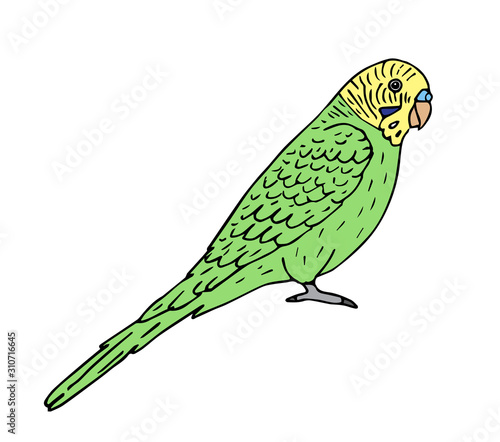 Vector hand drawn doodle sketch colored budgie parrot isolated on white background