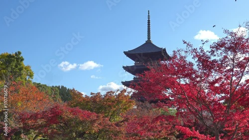 日本 京都 東寺の紅葉と秋景色