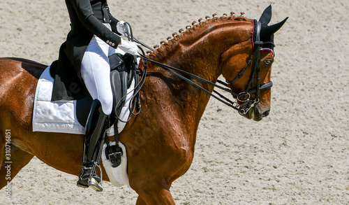 Dressage horse and rider in black uniform.