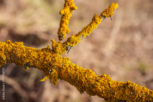 Texture of yellow moss on a tree branch.