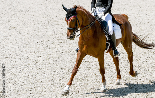 Dressage horse and rider in black uniform.