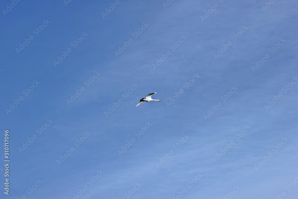 Fliegender Höckerschwan (Cygnus olor)  vor blauem Himmel