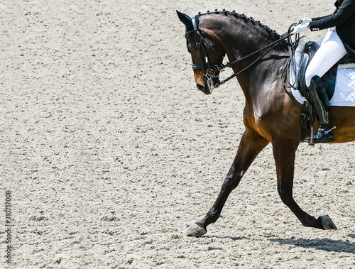 Dressage horse and rider in black uniform. Horizontal banner for website header design. Equestrian sport competition, copy space.