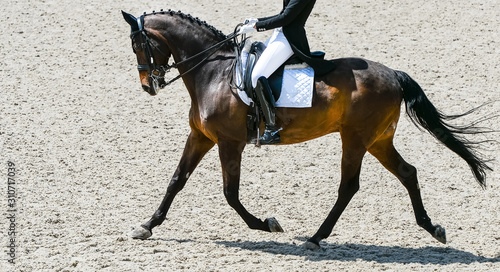 Dressage horse and rider in black uniform. Horizontal banner for website header design. Equestrian sport competition  copy space.