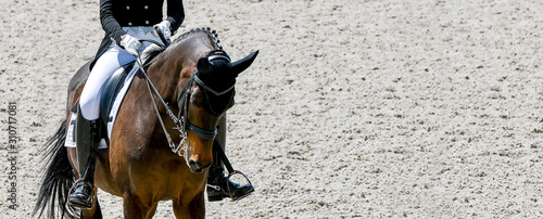 Dressage horse and rider in black uniform. Horizontal banner for website header design. Equestrian sport competition, copy space.