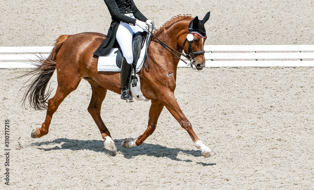 Dressage horse and rider in black uniform. Horizontal banner for website header design. Equestrian sport competition, copy space. Dressage horse and rider in black uniform. Horizontal banner for website header design. Equestrian sport competition, copy space.