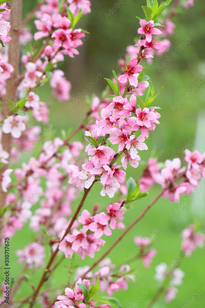 Sakura flowers, pink beautiful peach tree inflorescences. Bright natural background for wallpapers in pink and green bright shades. Sakura flowers, pink beautiful peach tree inflorescences. Bright natural background for wallpapers in pink and green bright shades.