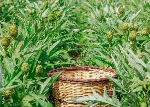 artichoke field and empty basket