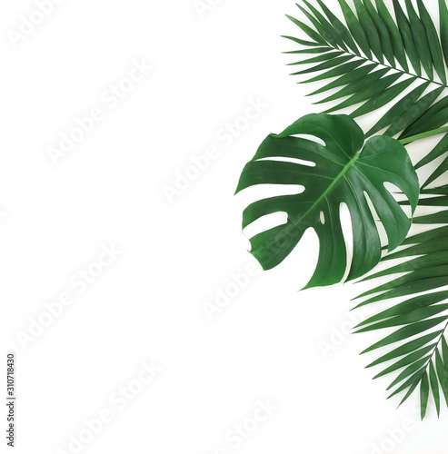 Fototapeta Naklejka Na Ścianę i Meble -  tropical green palm, monstera leaves , branches frame isolated on a white background. top view.copy space.abstract.
