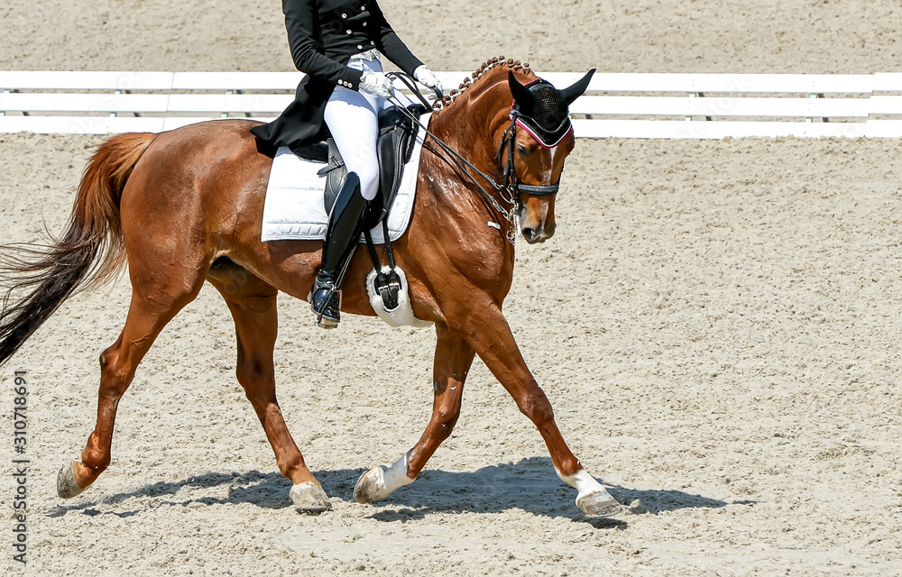Dressage horse and rider in black uniform. Beautiful horse portrait during Equestrian sport competition, copy space. Dressage horse and rider in black uniform. Beautiful horse portrait during Equestrian sport competition, copy space.
