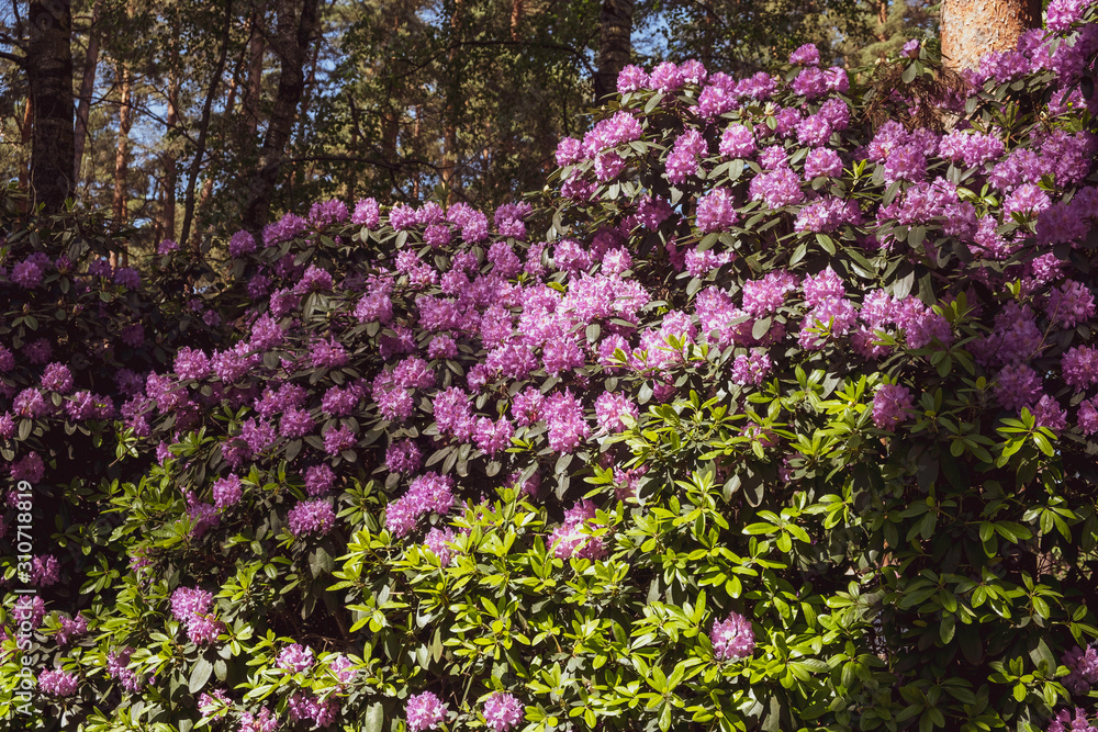 purple flowers in the garden