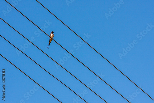 A barn swallow looks like a note on the staves with blue sky in background