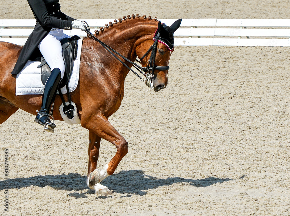 Obraz premium Dressage horse and rider in black uniform. Beautiful horse portrait during Equestrian sport competition, copy space.