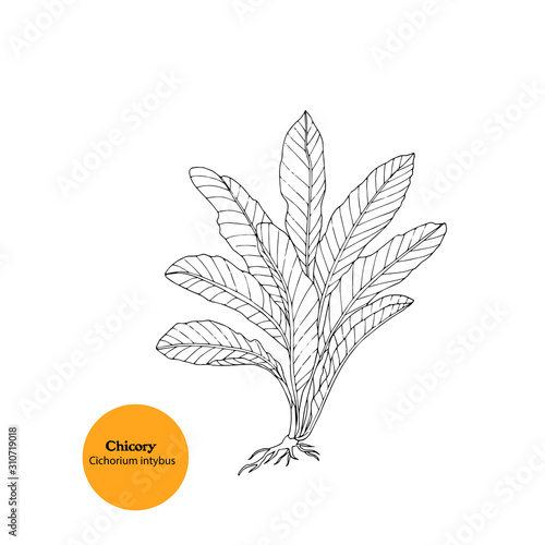 Hand drawing of forage chicory plant, Cichorium intybus, food for turkeys, goat, sheep. Black and white illustration.